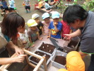 カブトムシの幼虫の飼育写真